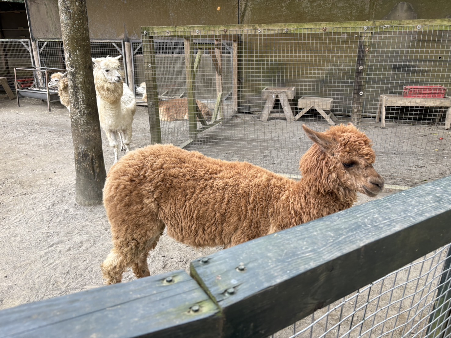 《新竹親子景點》綠世界生態農場，超多可愛動物近距離互動(票價 地圖 交通方式) @神農太太底家