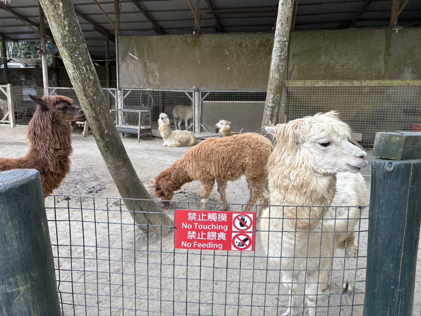 《新竹親子景點》綠世界生態農場，超多可愛動物近距離互動(票價 地圖 交通方式) @神農太太底家