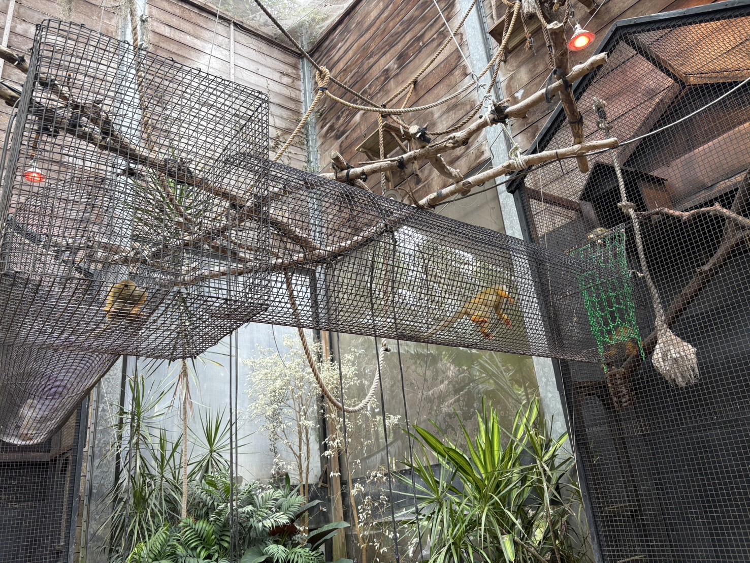 《新竹親子景點》綠世界生態農場，超多可愛動物近距離互動(票價 地圖 交通方式) @神農太太底家