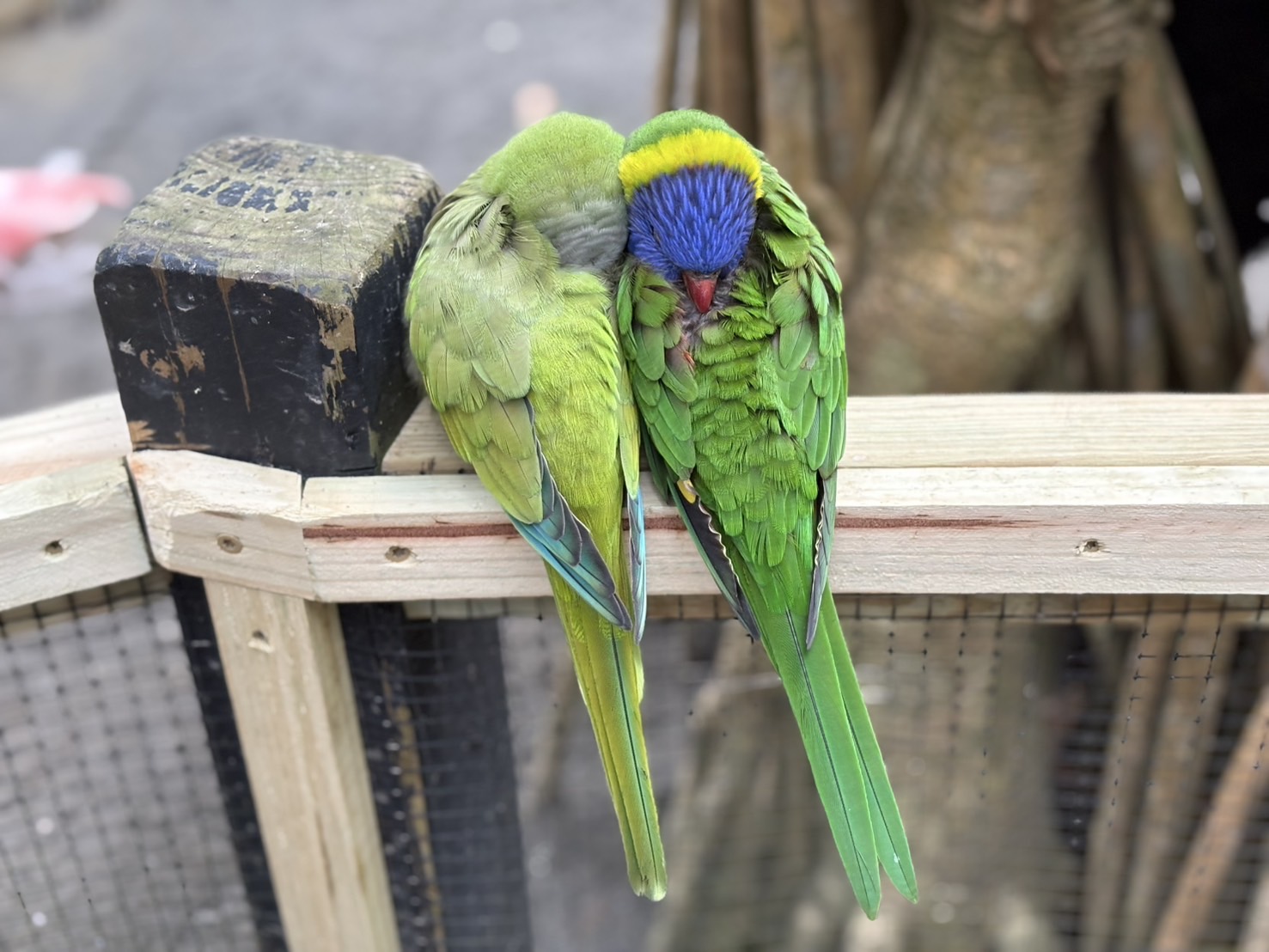 《新竹親子景點》綠世界生態農場，超多可愛動物近距離互動(票價 地圖 交通方式) @神農太太底家