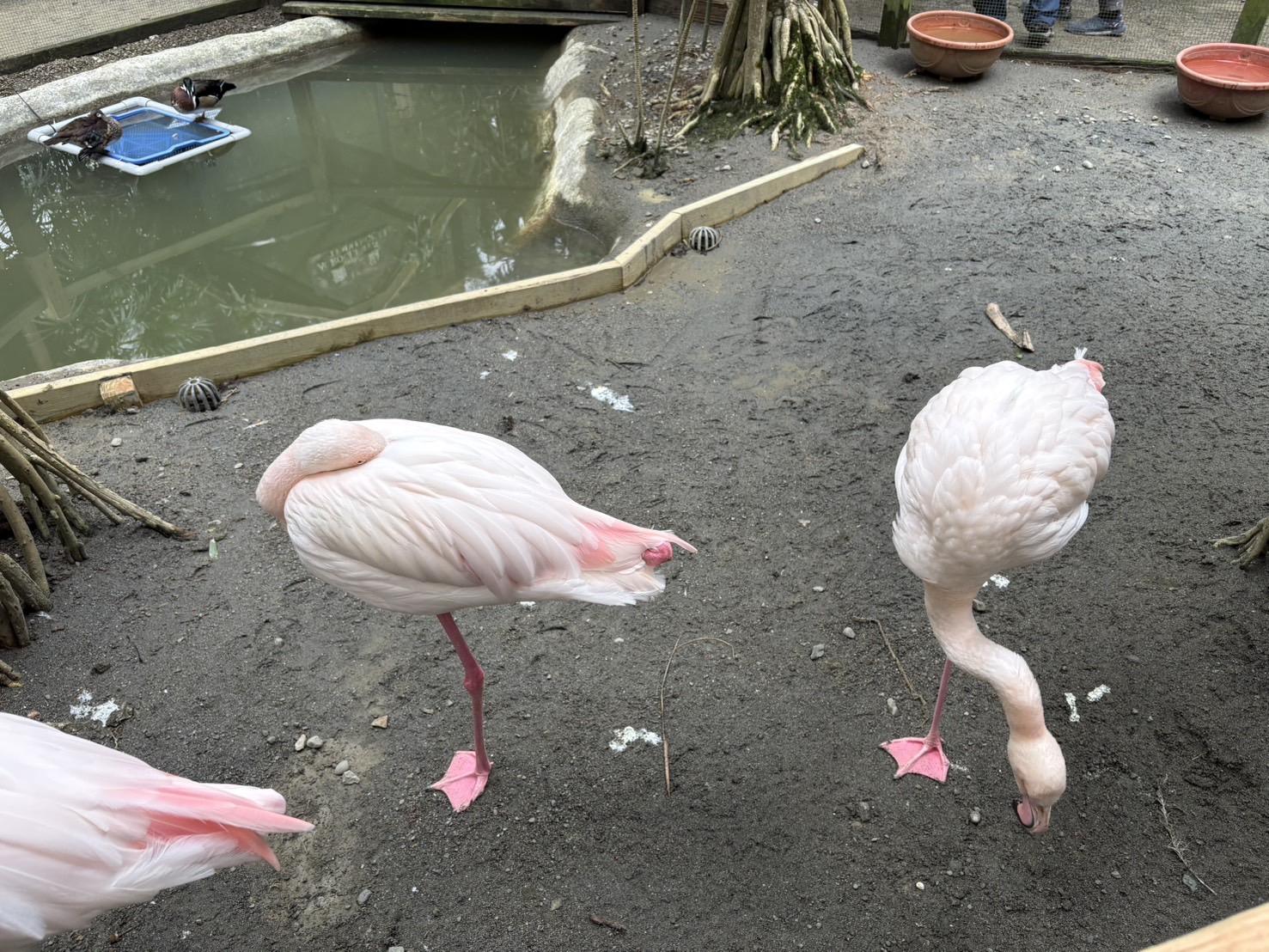 《新竹親子景點》綠世界生態農場，超多可愛動物近距離互動(票價 地圖 交通方式) @神農太太底家