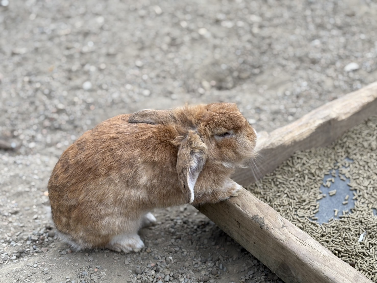 《新竹親子景點》綠世界生態農場，超多可愛動物近距離互動(票價 地圖 交通方式) @神農太太底家