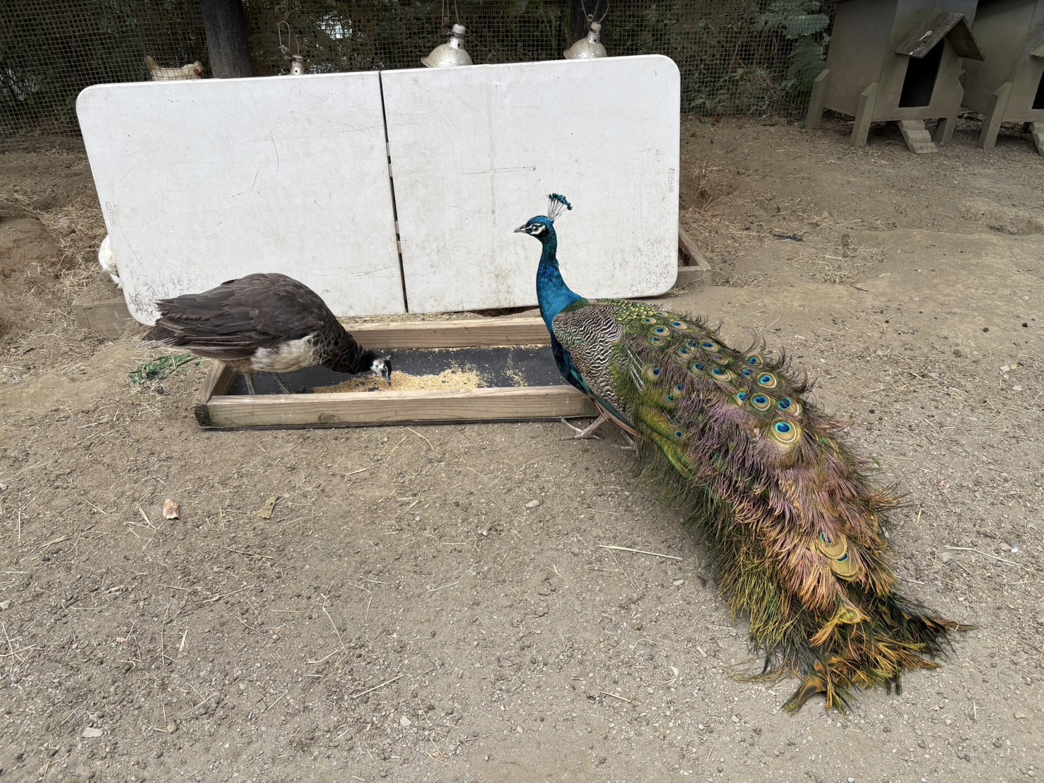 《新竹親子景點》綠世界生態農場，超多可愛動物近距離互動(票價 地圖 交通方式) @神農太太底家