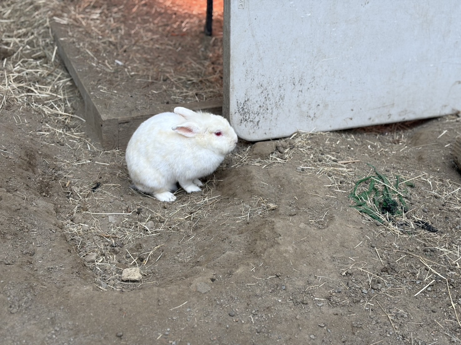 《新竹親子景點》綠世界生態農場，超多可愛動物近距離互動(票價 地圖 交通方式) @神農太太底家