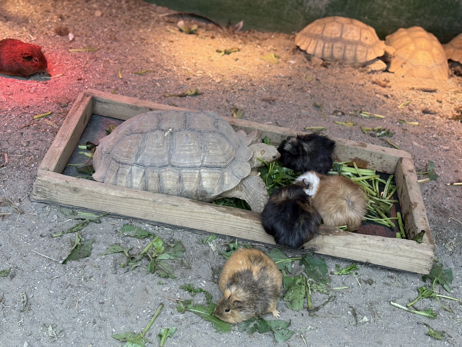 《新竹親子景點》綠世界生態農場，超多可愛動物近距離互動(票價 地圖 交通方式) @神農太太底家