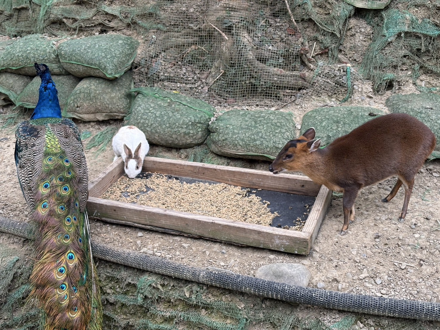 《新竹親子景點》綠世界生態農場，超多可愛動物近距離互動(票價 地圖 交通方式) @神農太太底家