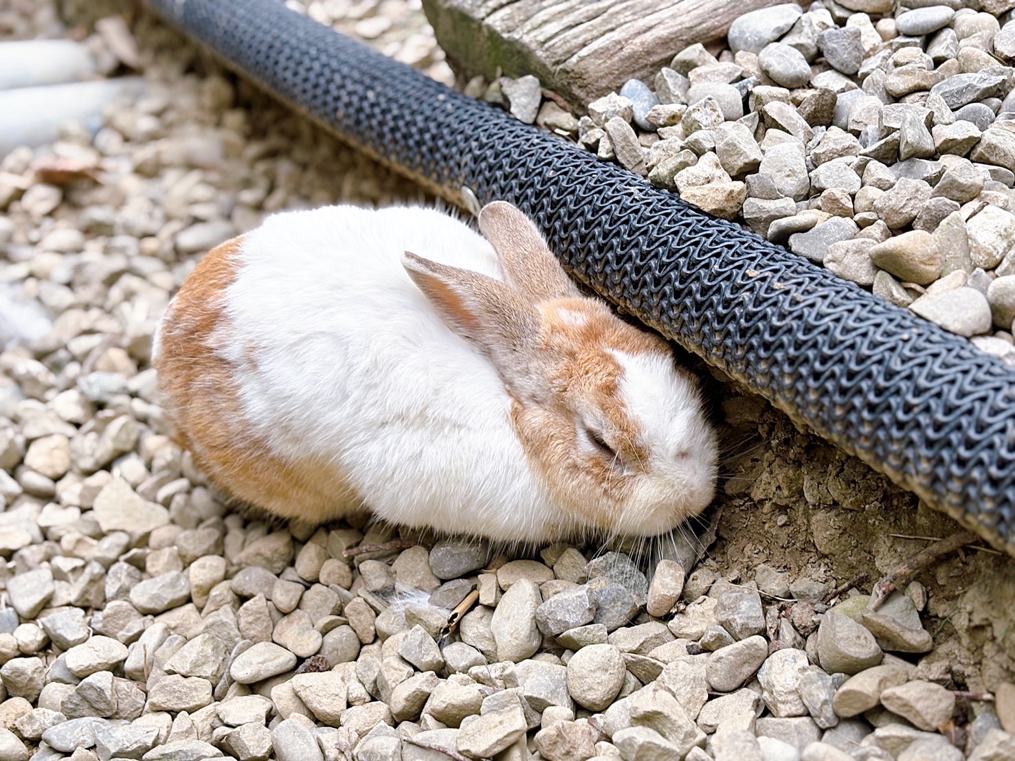 《新竹親子景點》綠世界生態農場，超多可愛動物近距離互動(票價 地圖 交通方式) @神農太太底家