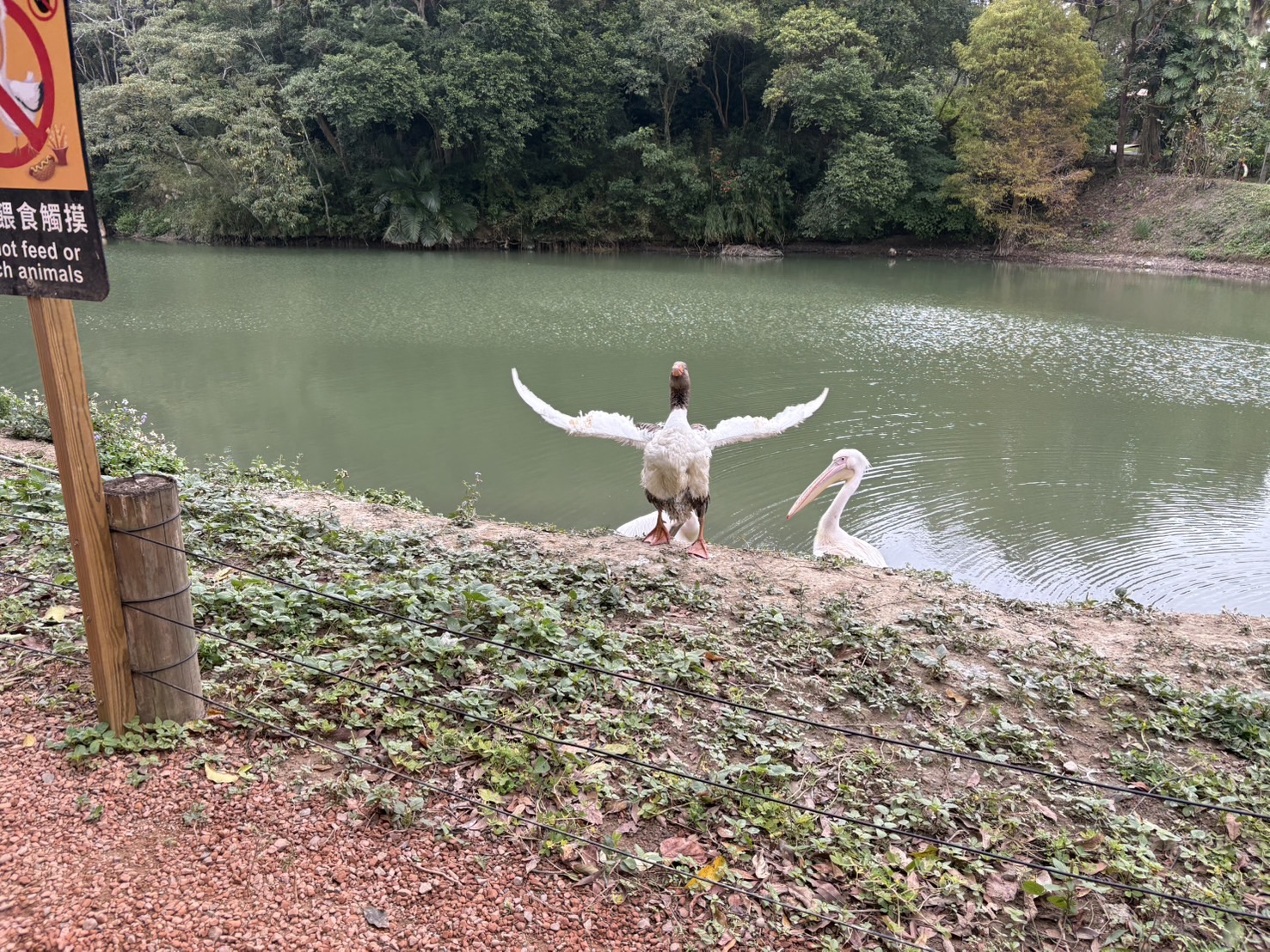 《新竹親子景點》綠世界生態農場，超多可愛動物近距離互動(票價 地圖 交通方式) @神農太太底家