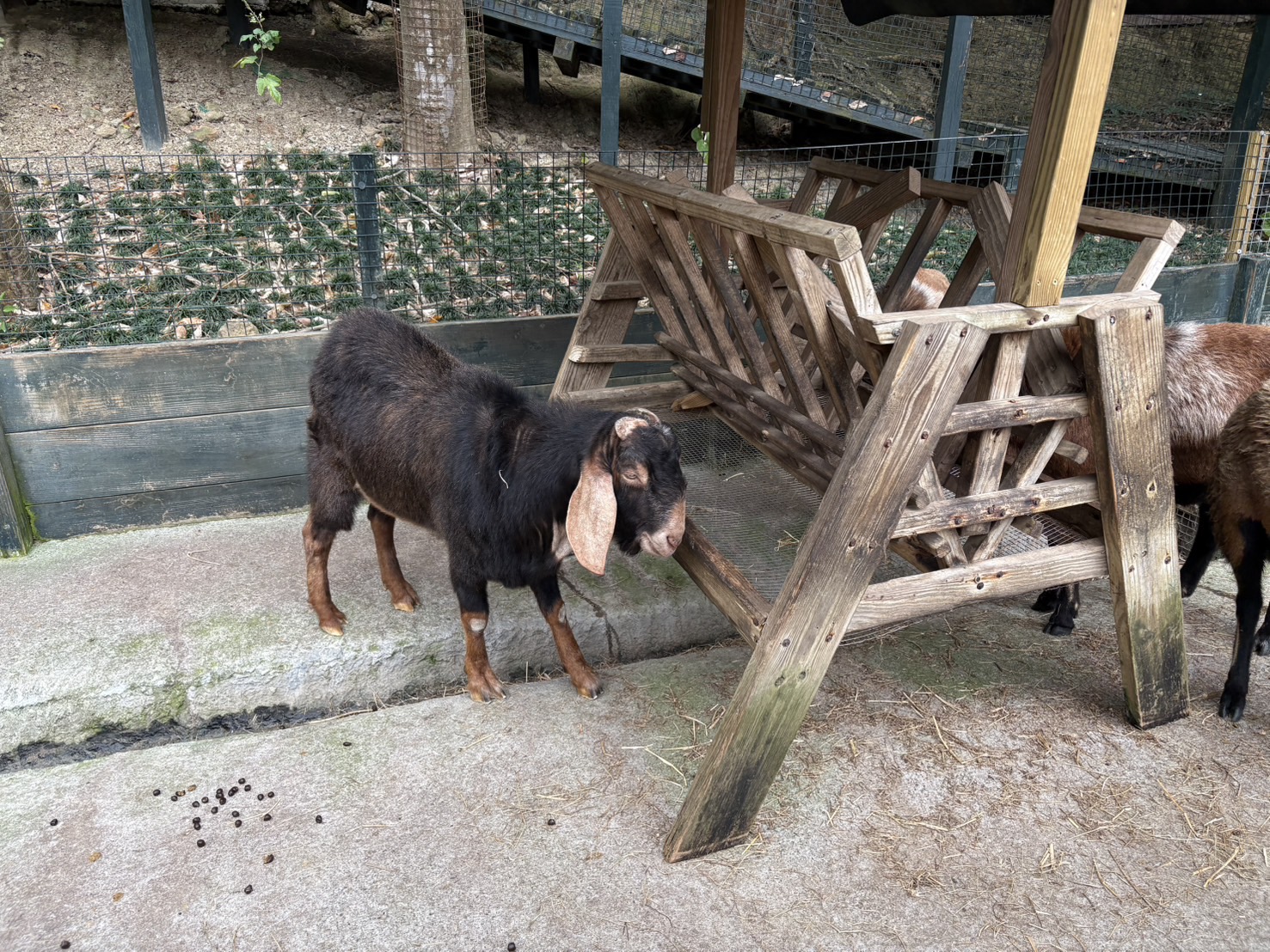 《新竹親子景點》綠世界生態農場，超多可愛動物近距離互動(票價 地圖 交通方式) @神農太太底家